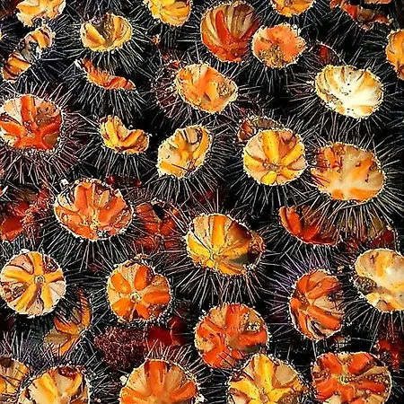 Nocleg ze śniadaniem Mistral Exclusive Gallipoli